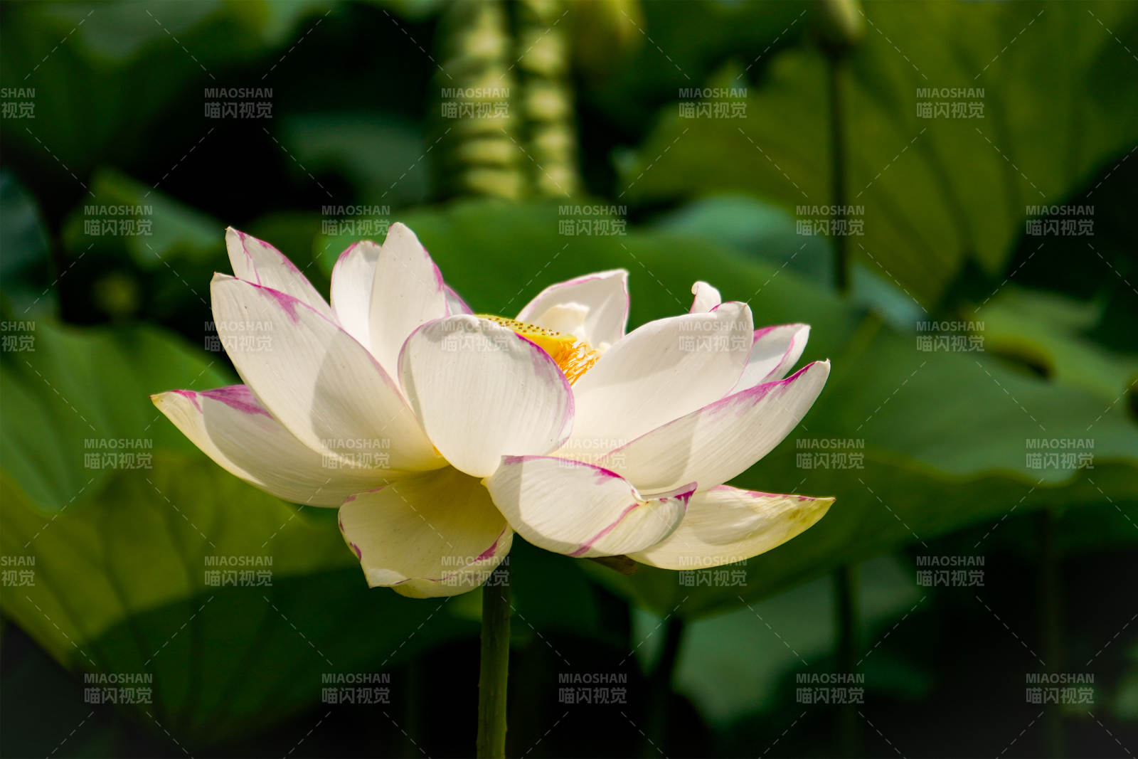 莲花绽放 清新雅致图片