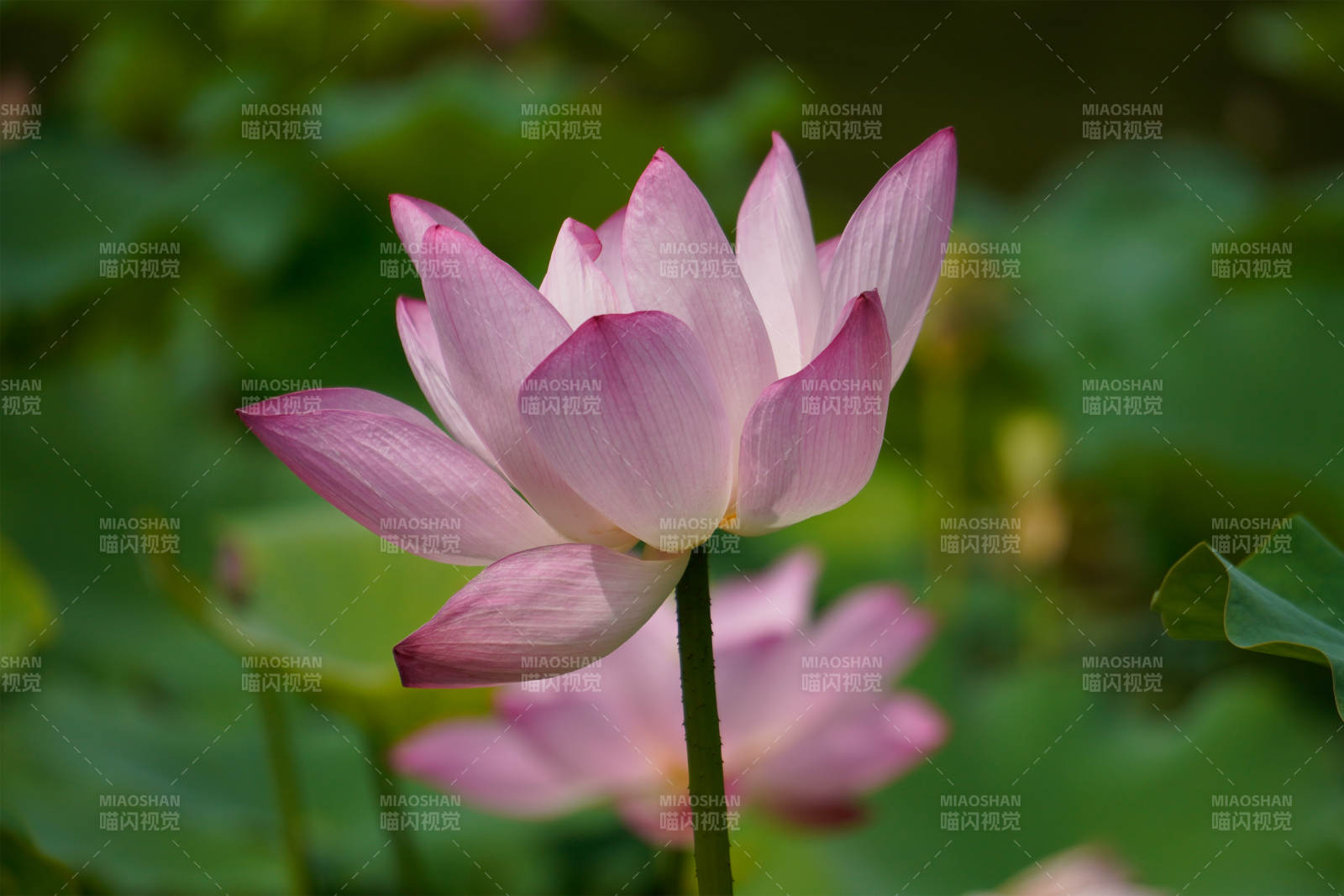 粉色莲花静谧绽放图片