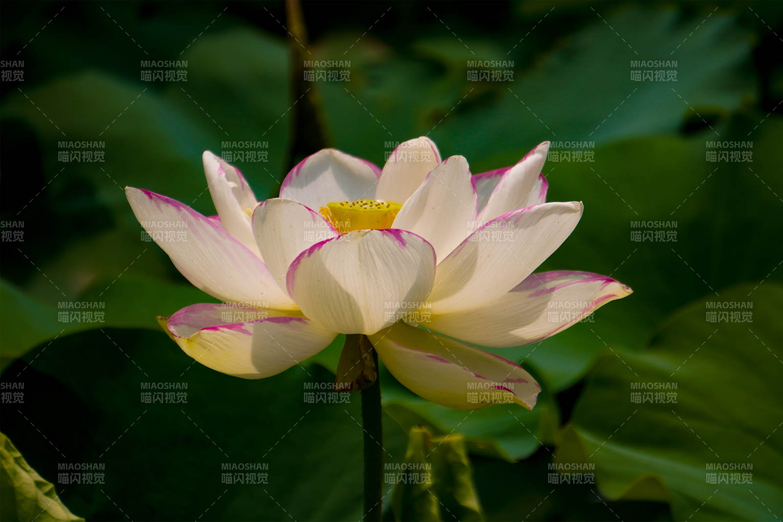 莲花绽放 清新雅致图片