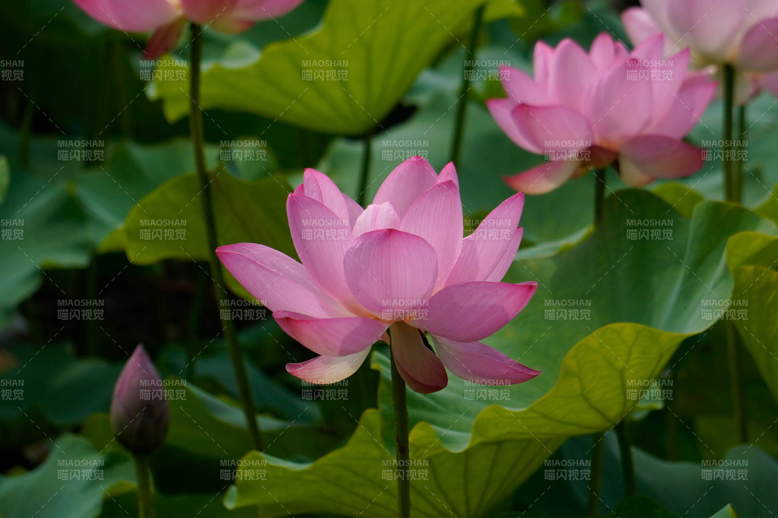 粉色莲花绽放于绿叶间图片