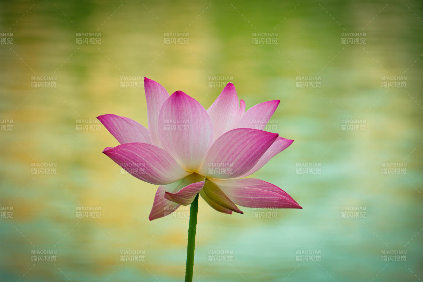 池中绽放的粉色莲花图片