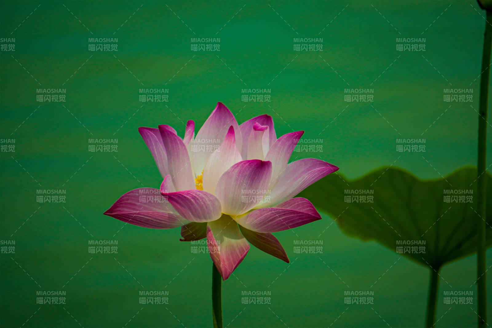 池中莲花静谧绽放图片