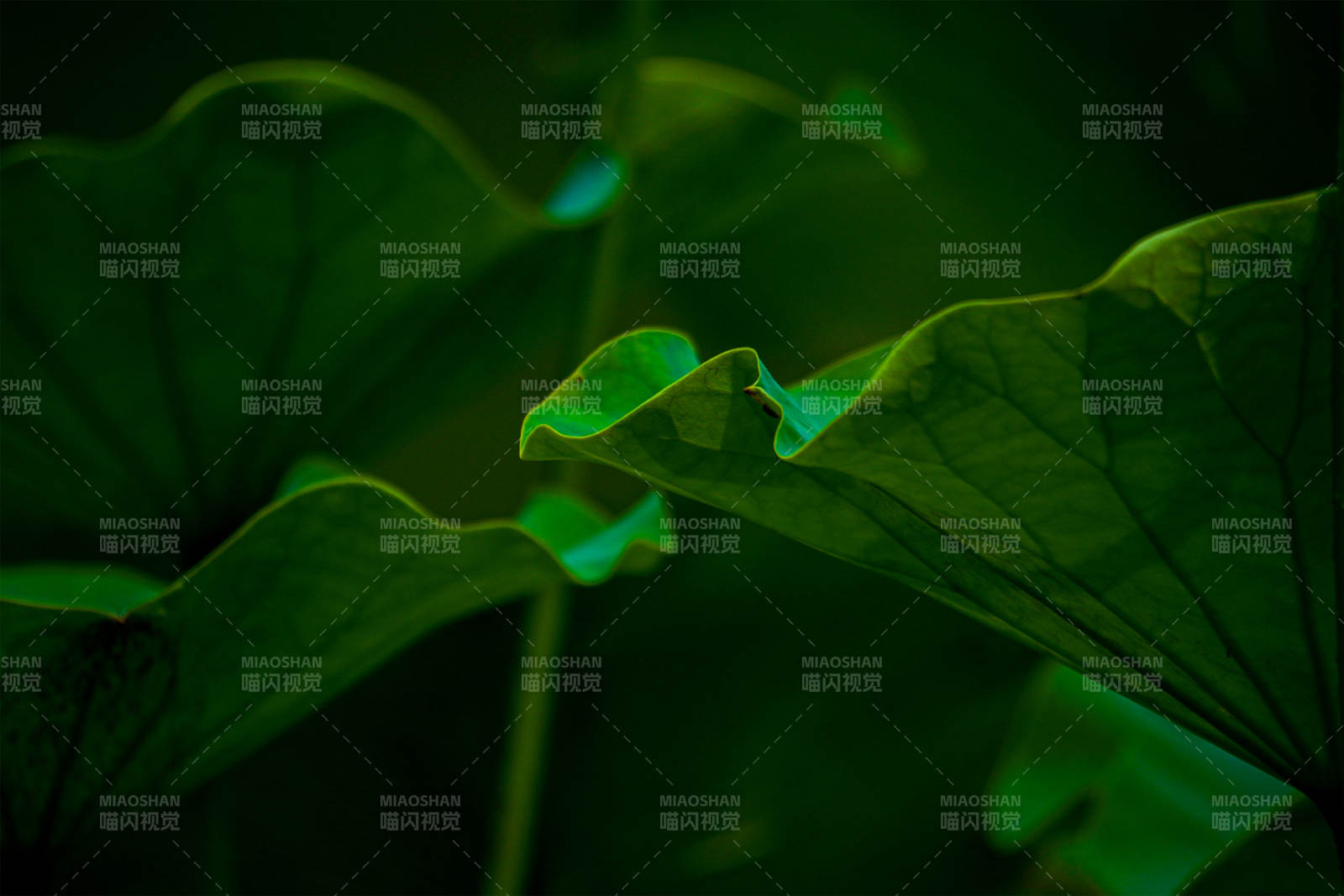 绿叶深处的宁静时光图片