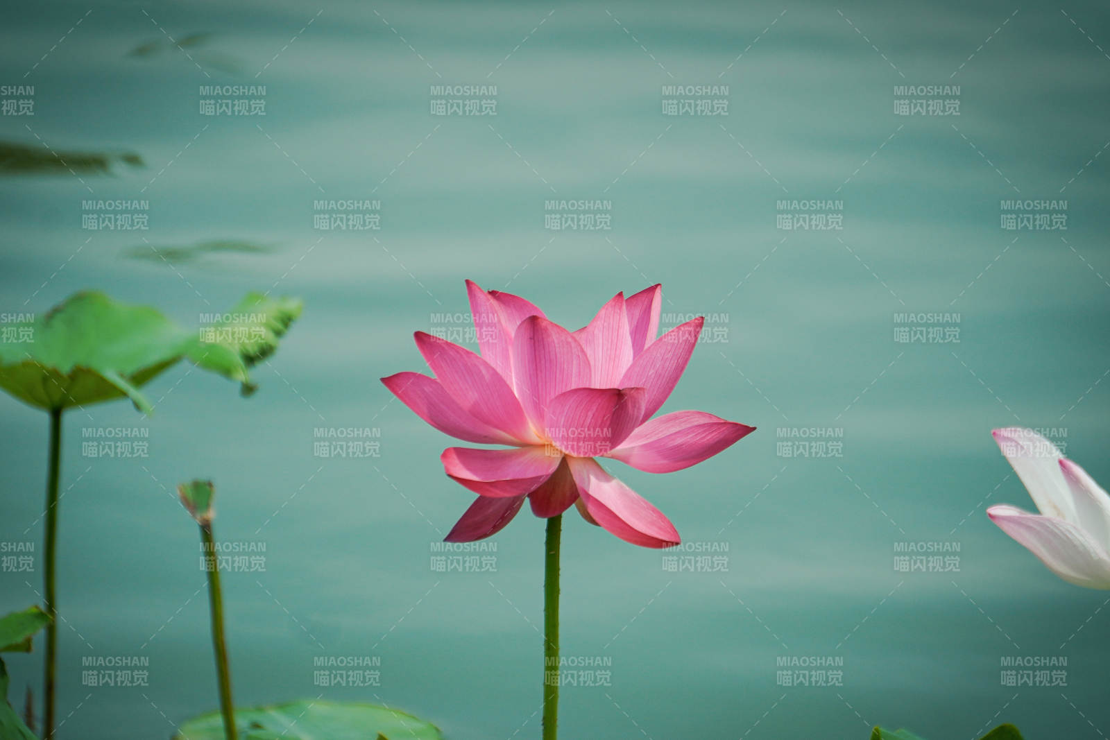 池中绽放的粉色莲花图片