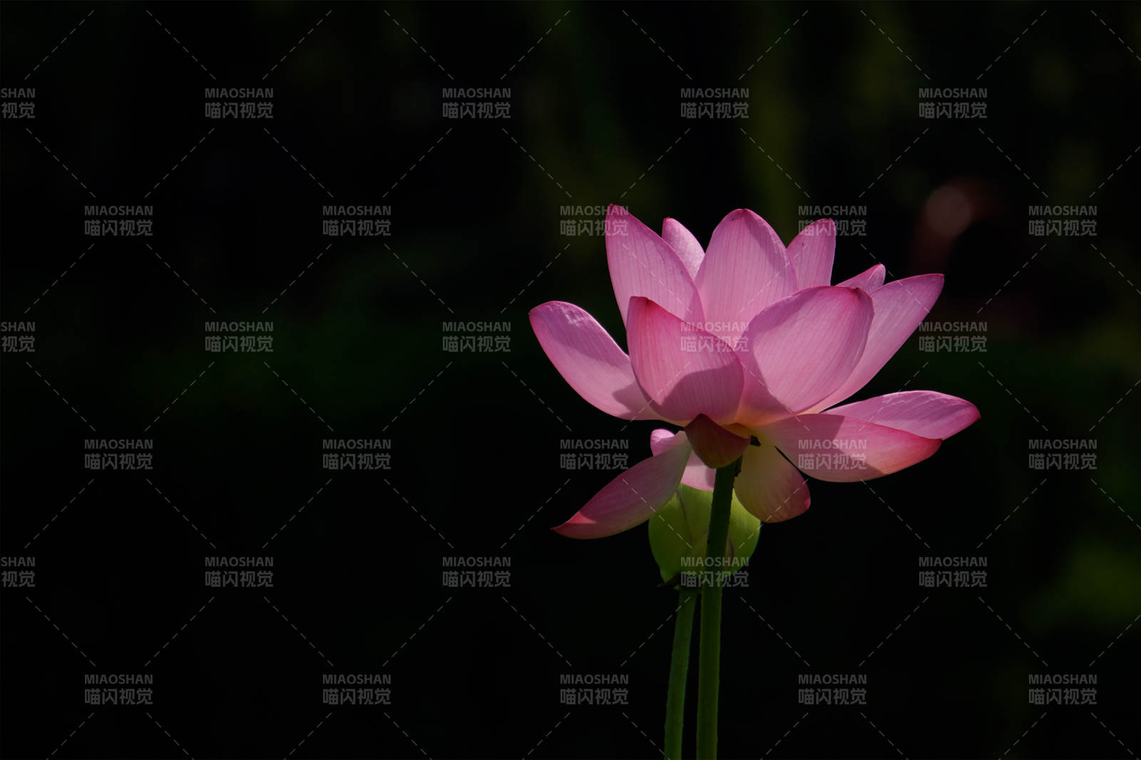 静谧夜色中的莲花绽放图片