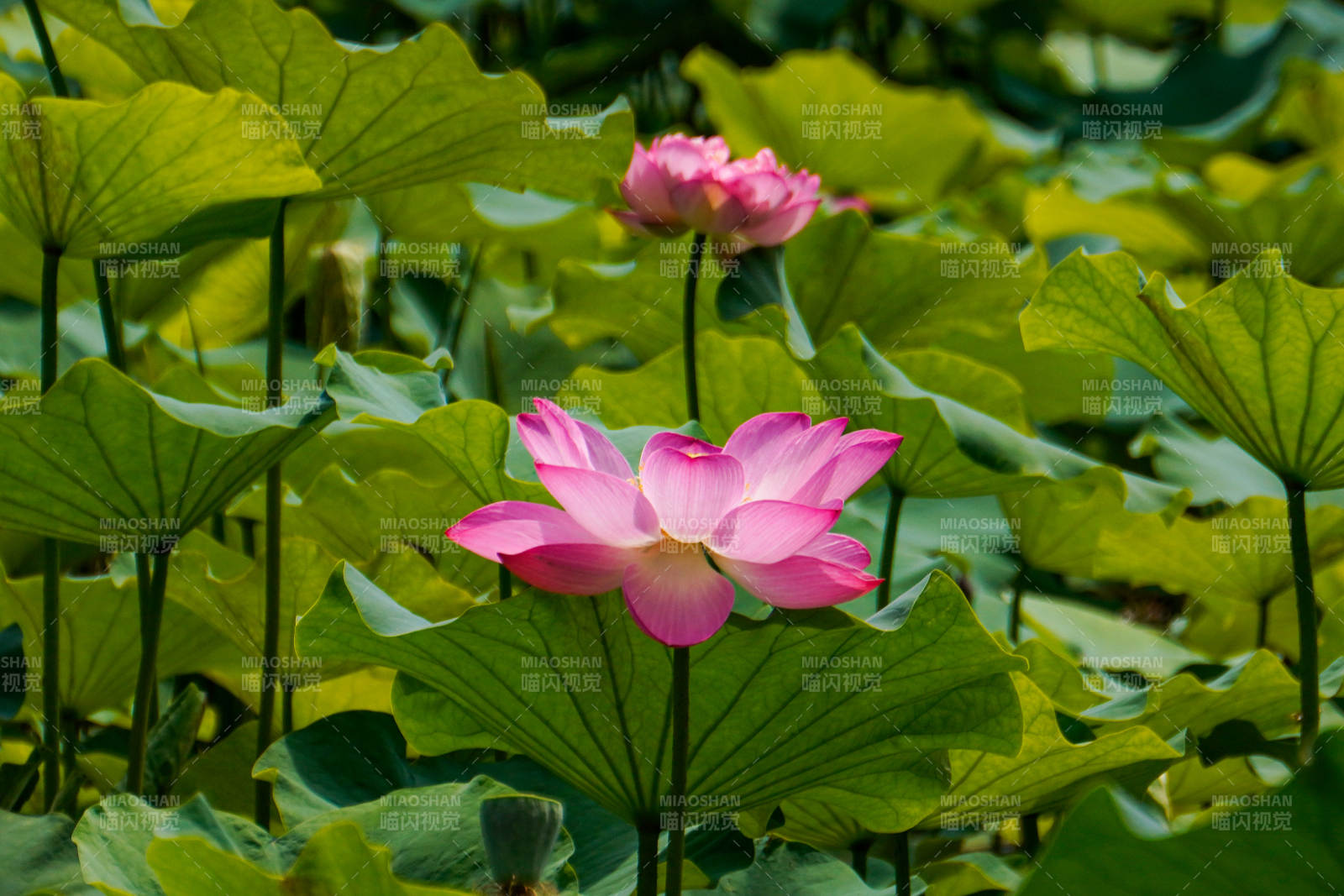 荷塘绽放 粉莲映绿叶图片