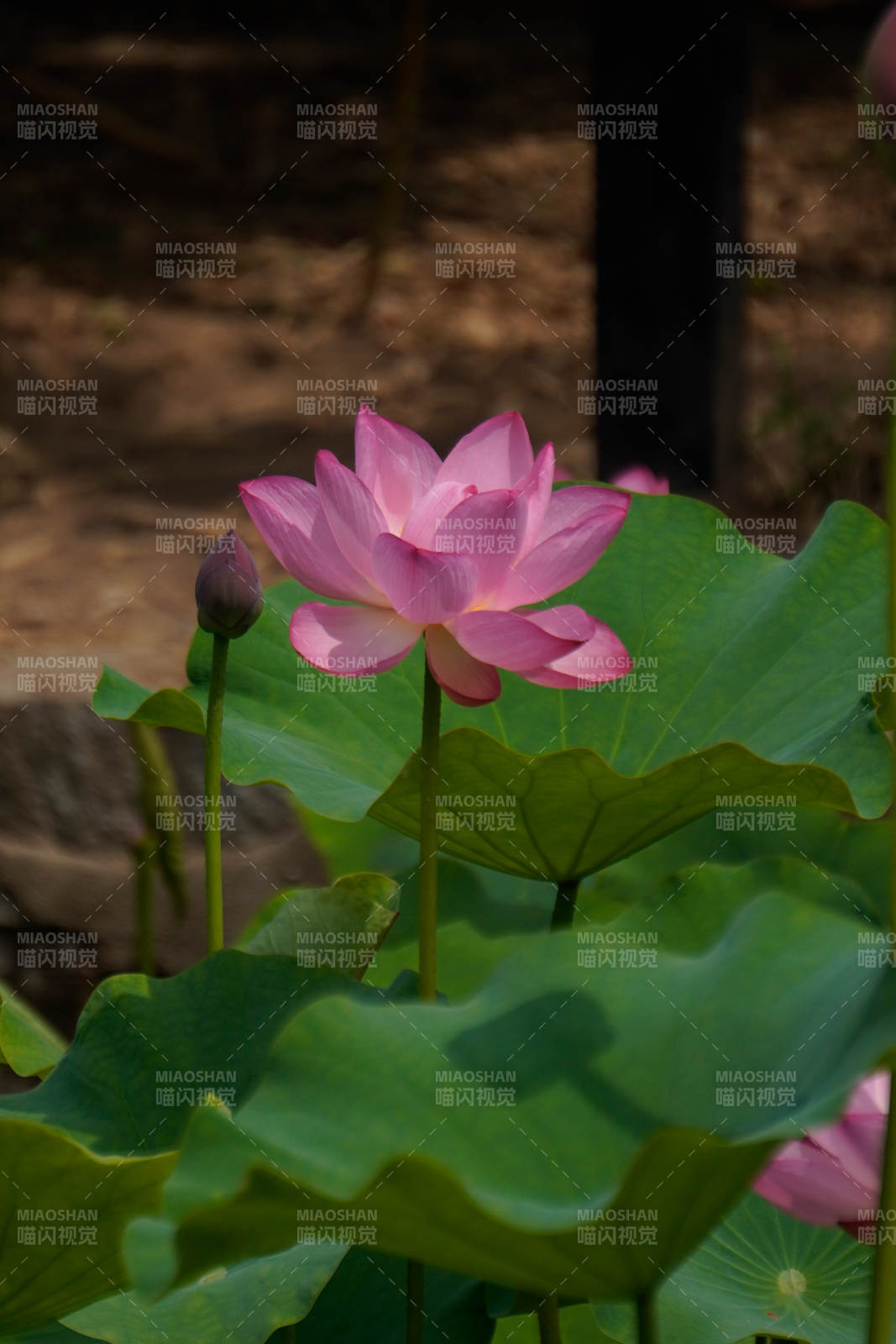 粉莲静绽绿叶间图片