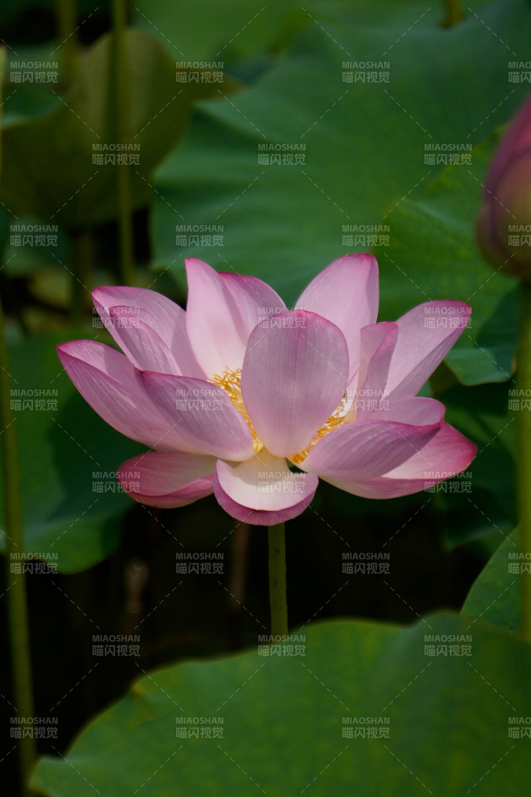 粉色莲花绽放于绿叶间图片