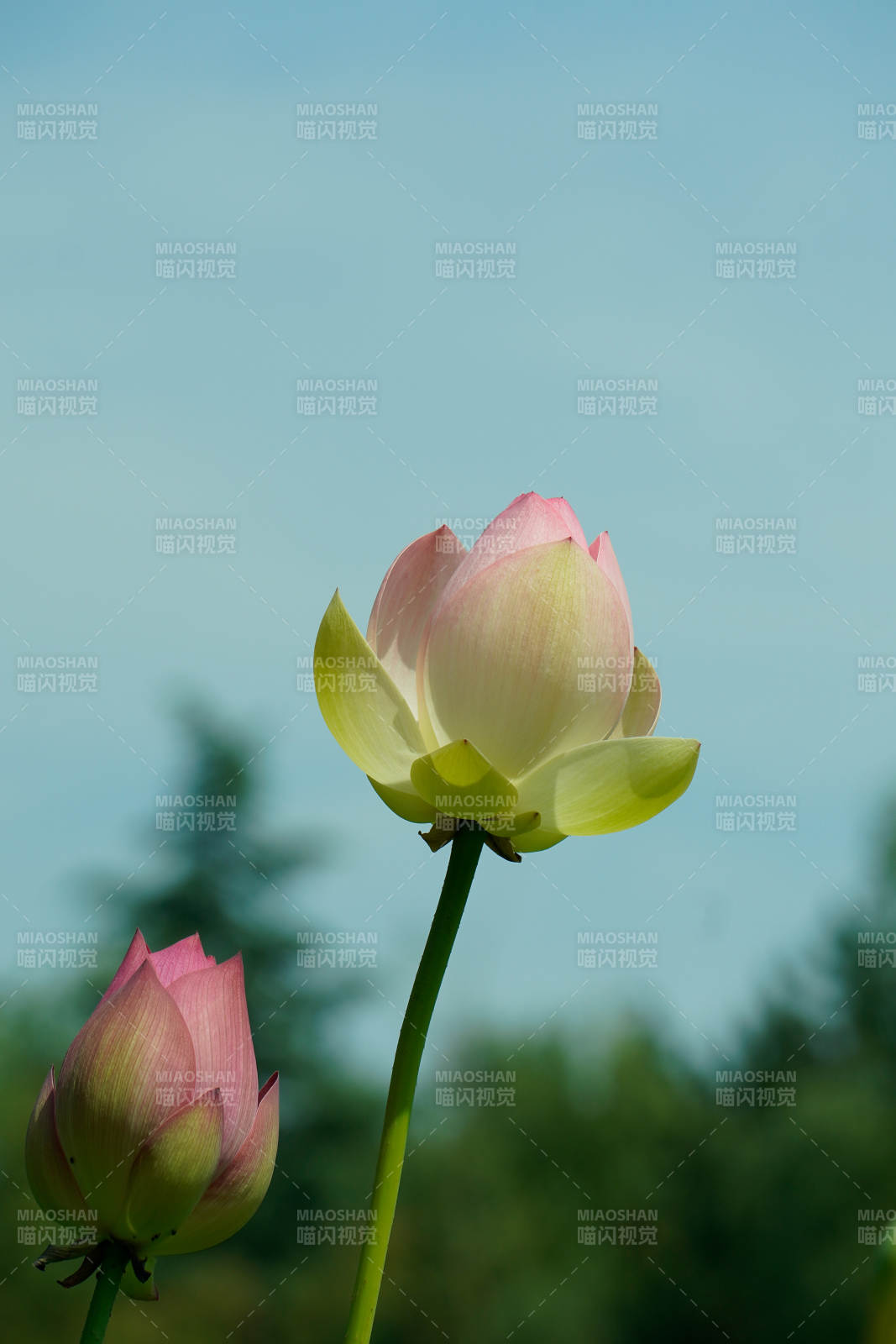 莲花初绽 静谧之美图片