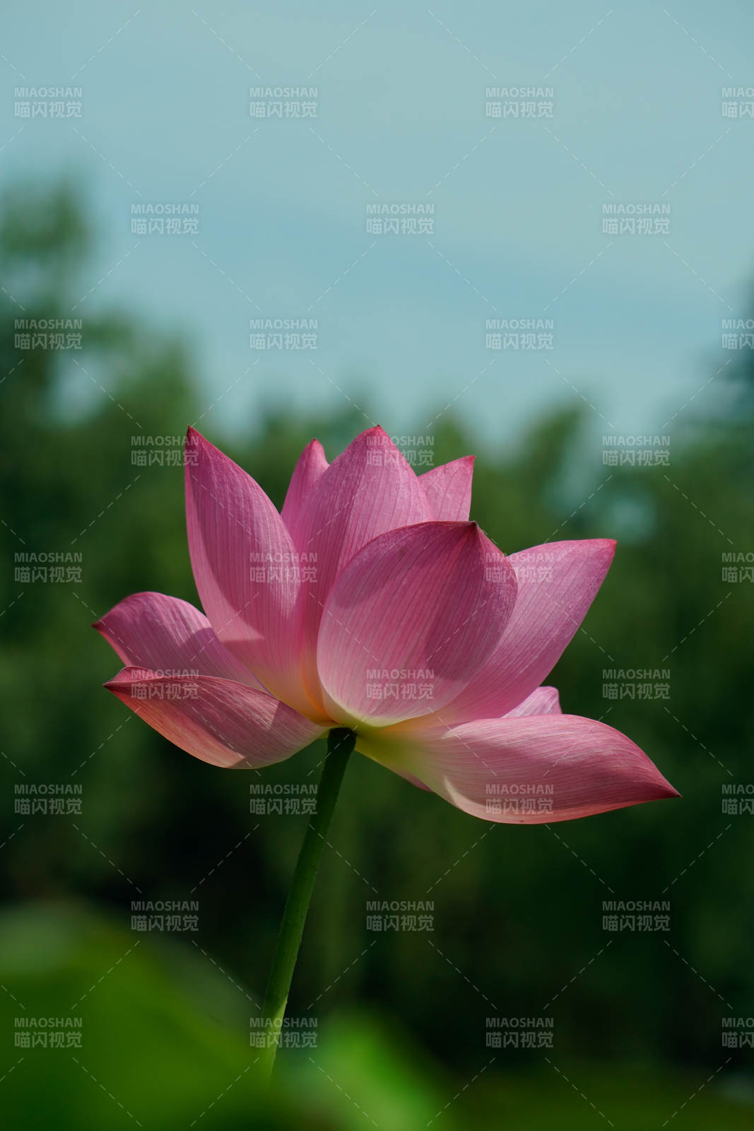 粉嫩莲花静谧绽放图片