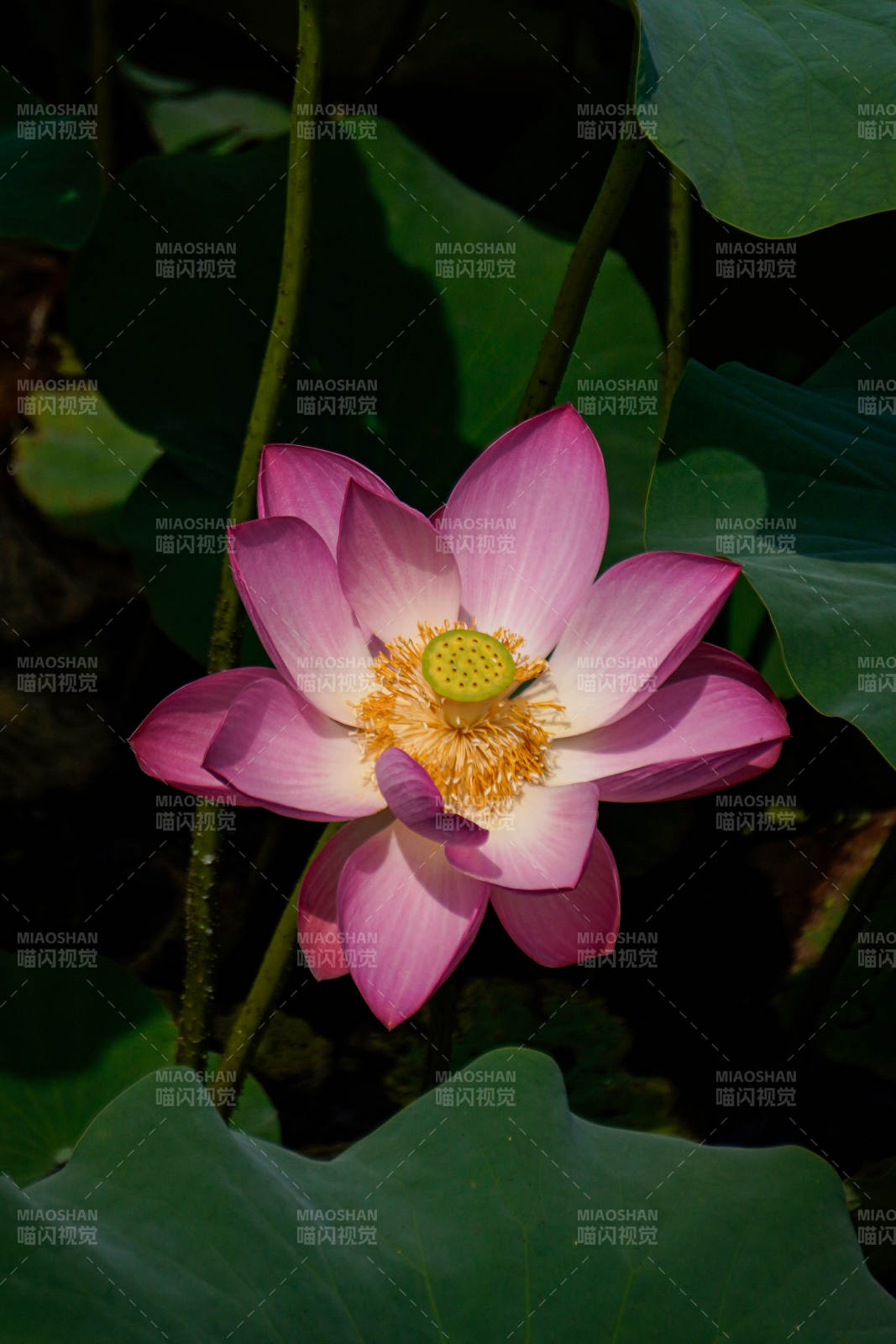 粉莲绽放 绿叶相衬图片