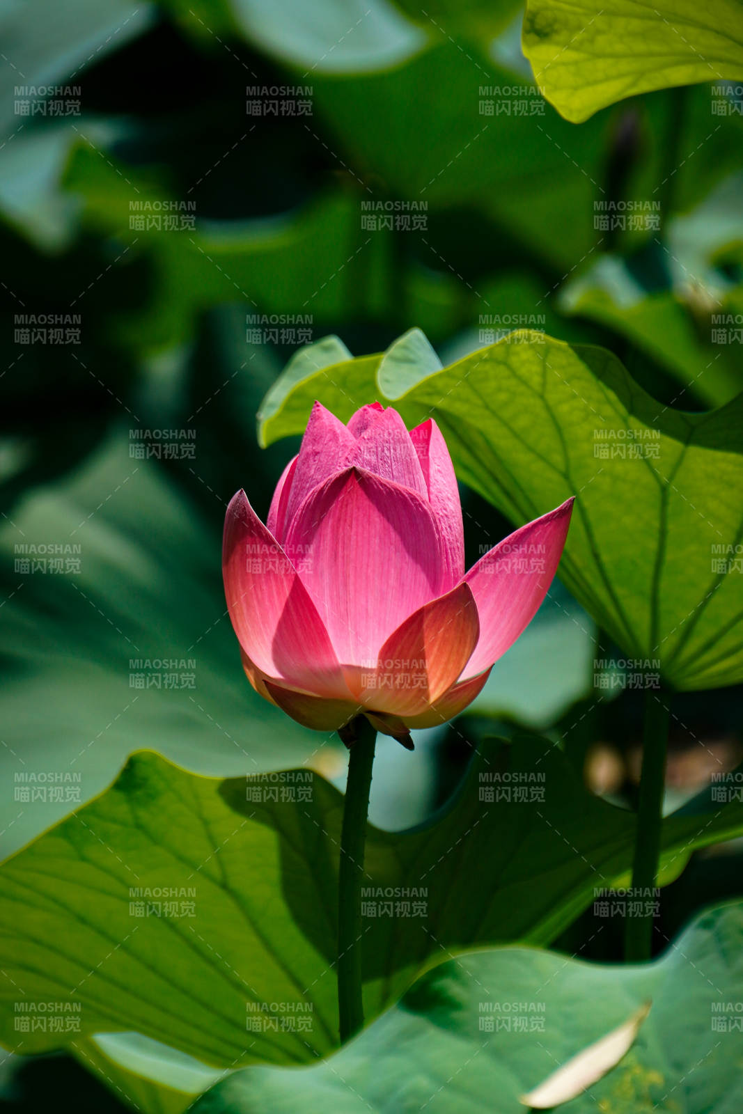 粉莲初绽绿叶间图片