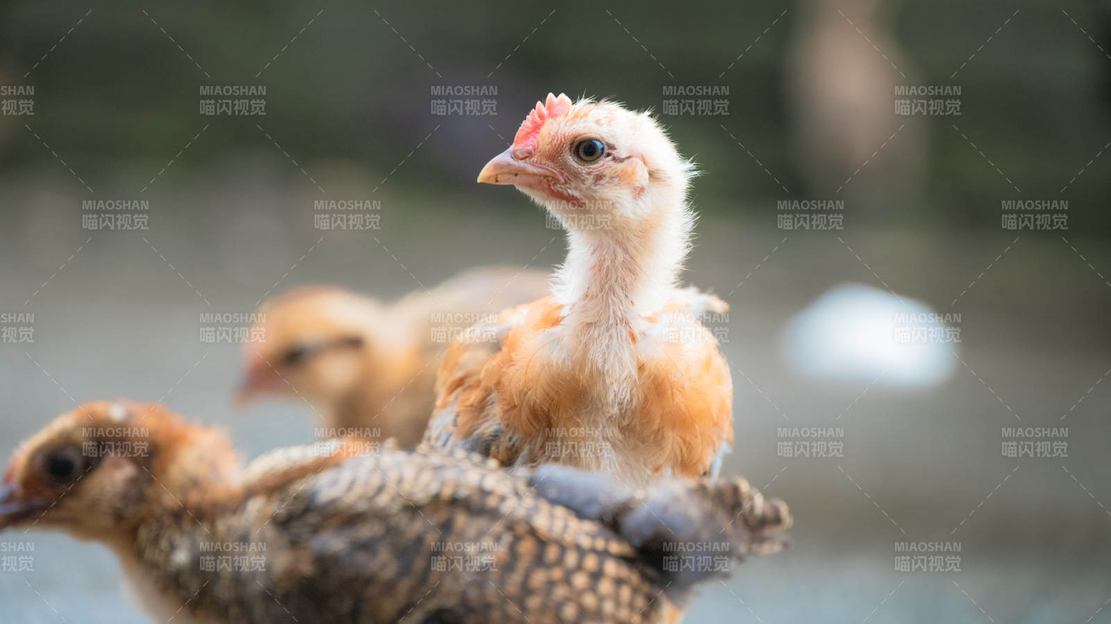 小鸡在户外探索世界图片