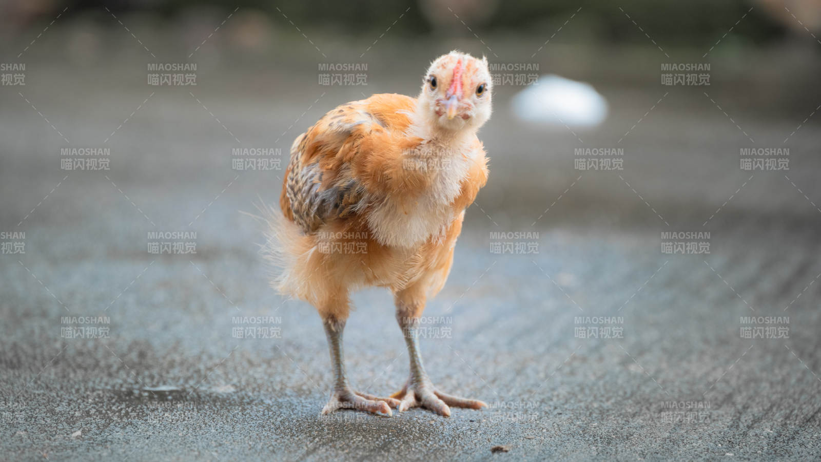 小鸡站立 毛茸茸的可爱图片