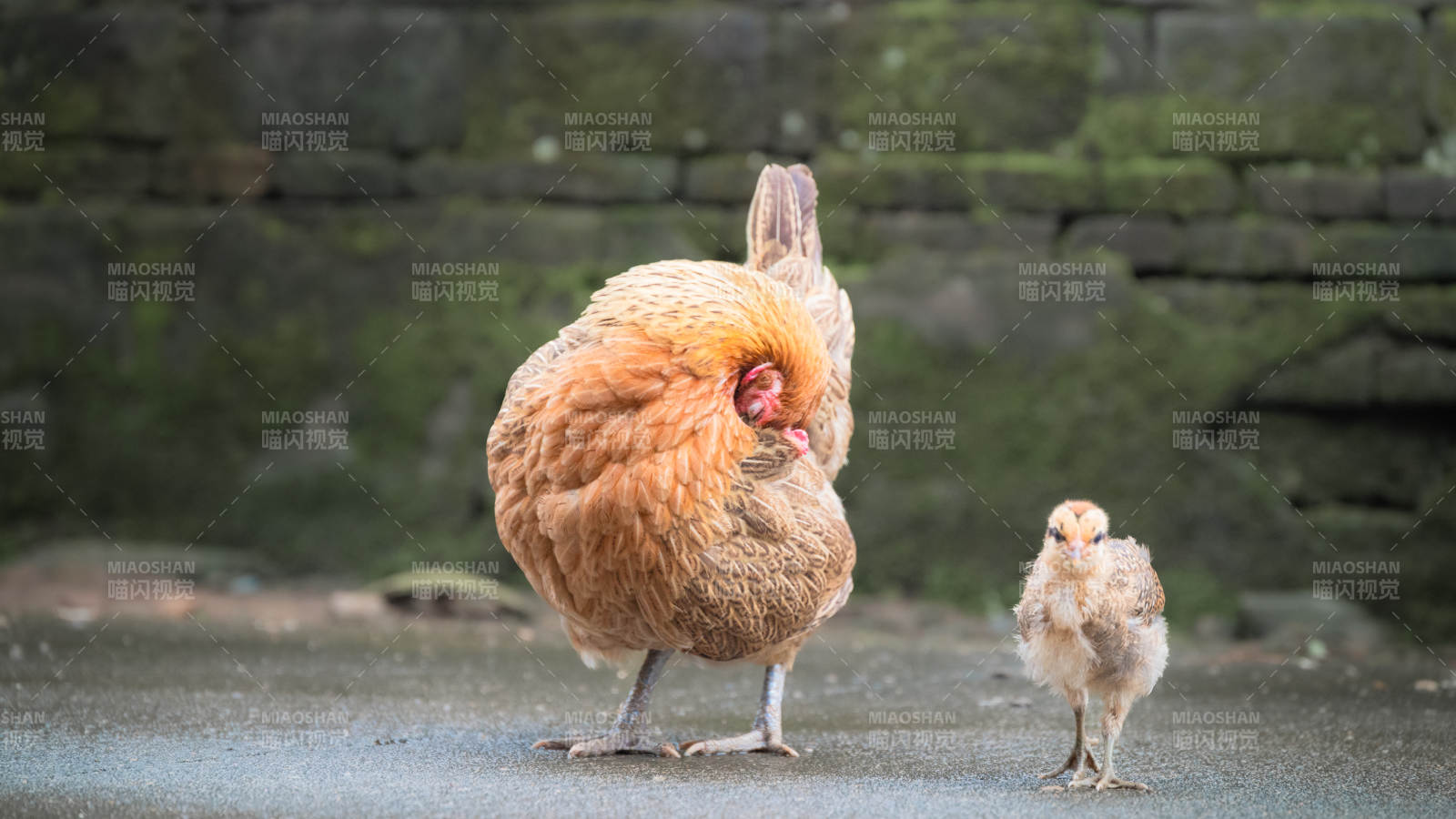 母鸡与小鸡的温馨时光图片