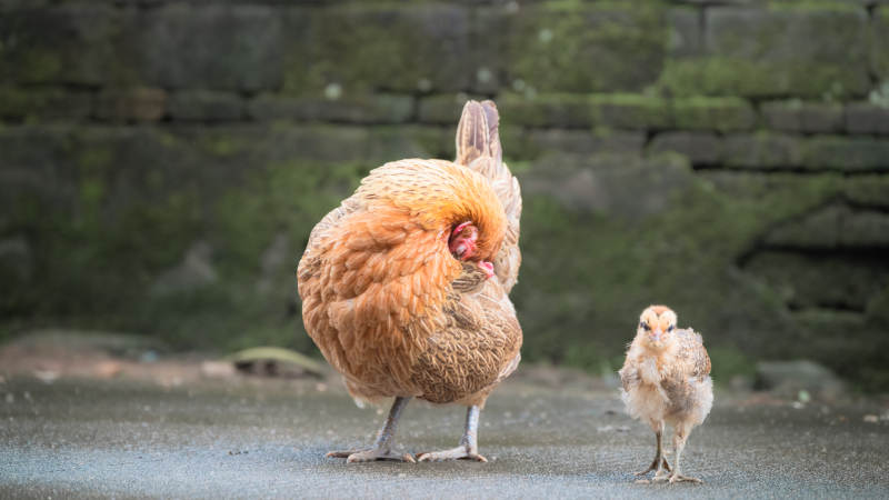 母鸡与小鸡的温馨时光图片