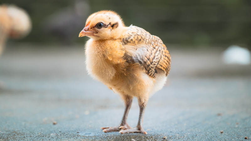 小鸡萌态可爱瞬间图片