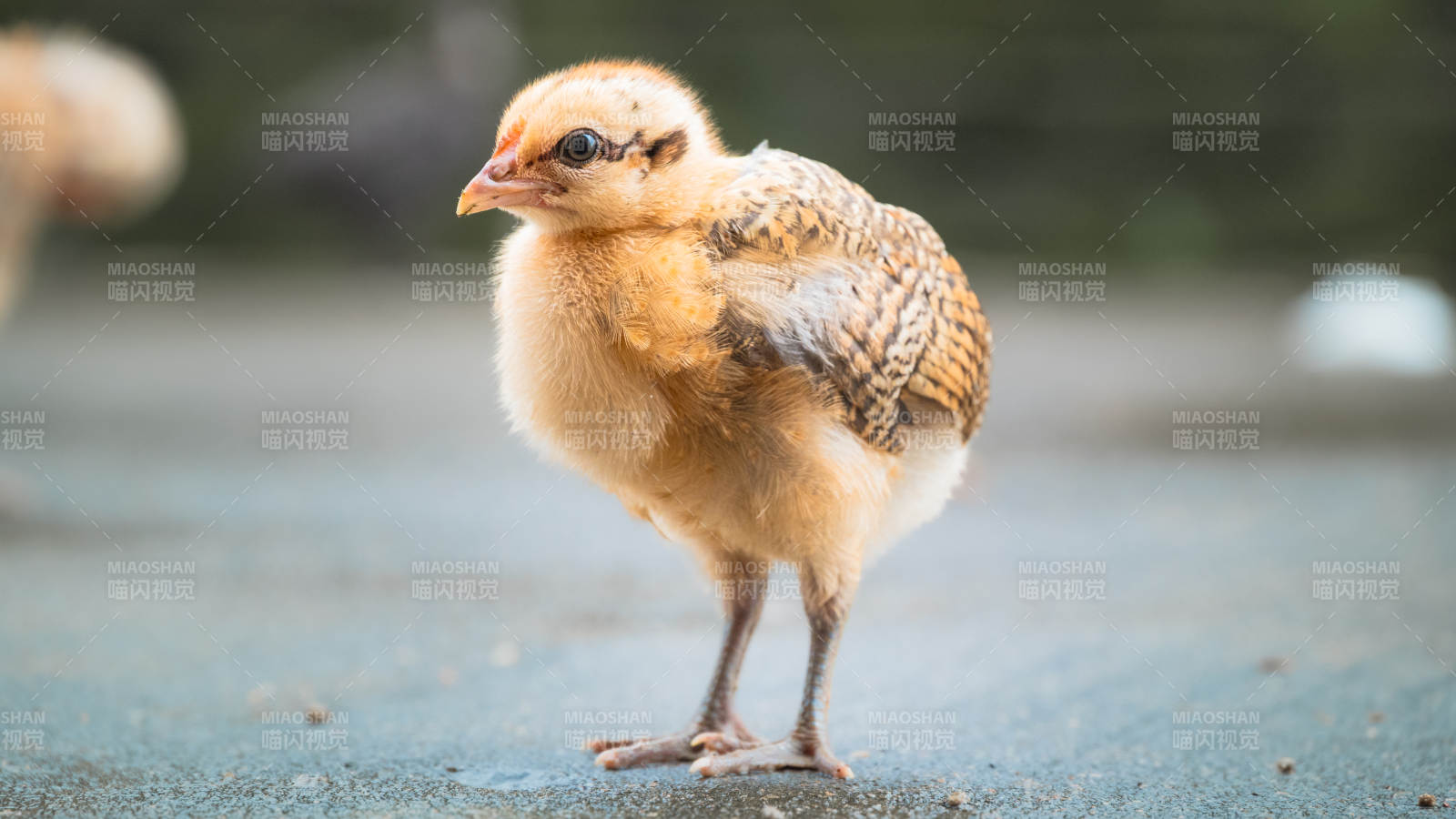 小鸡萌态可爱瞬间图片