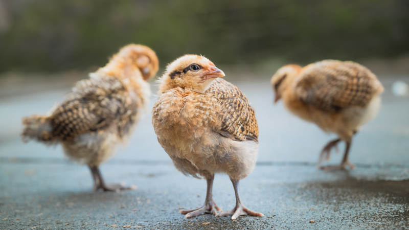 三只小鸡在地面上散步图片