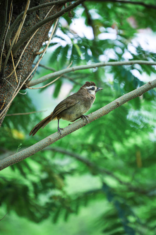 树梢上的小鸟图片