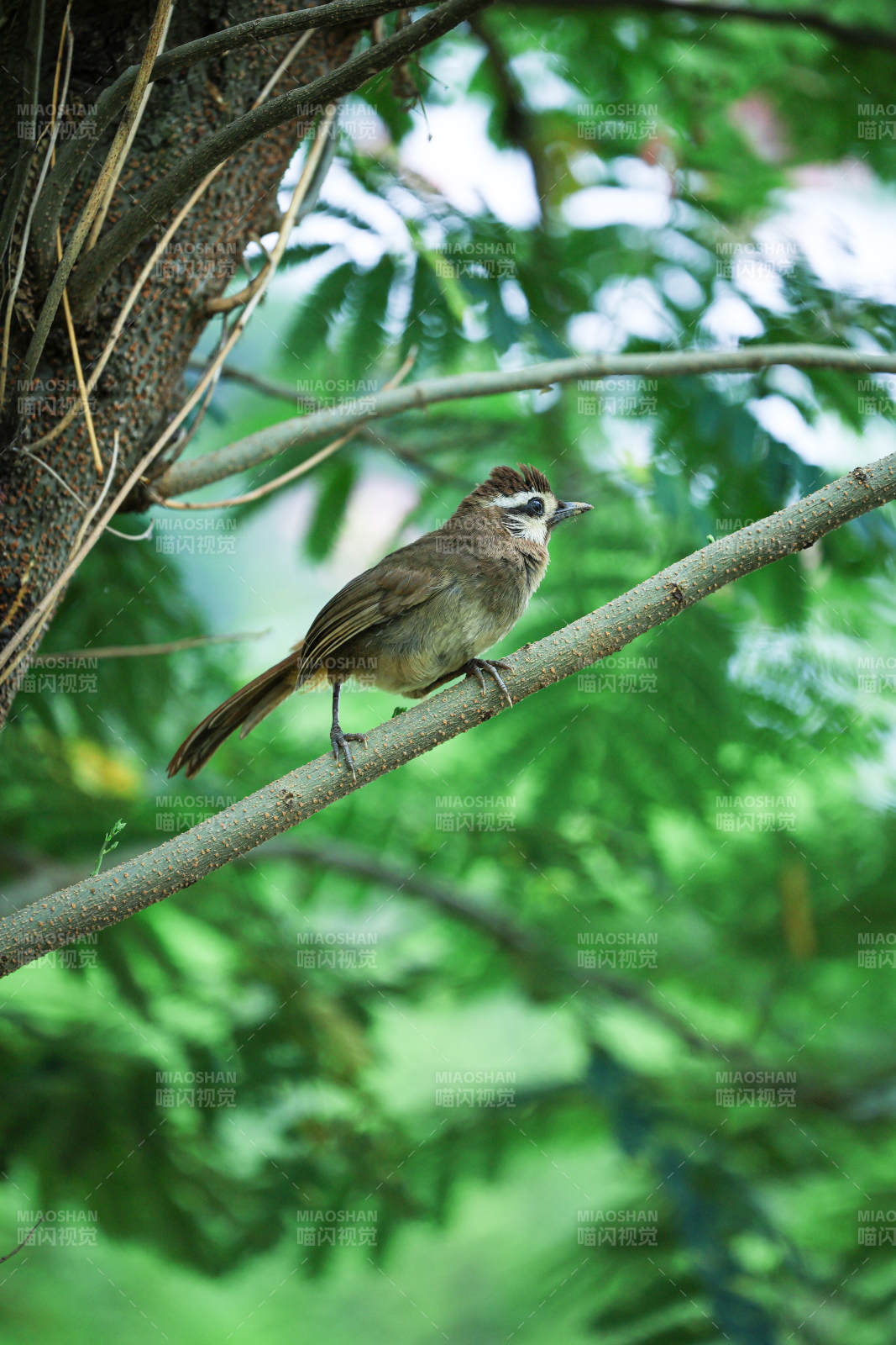 树梢上的小鸟图片