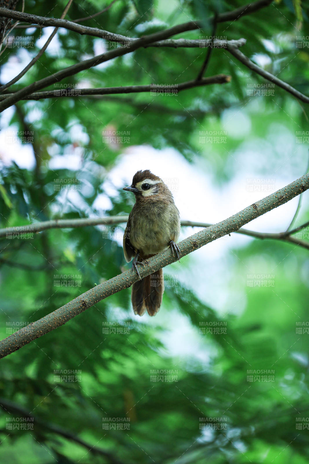 树梢上的小鸟图片