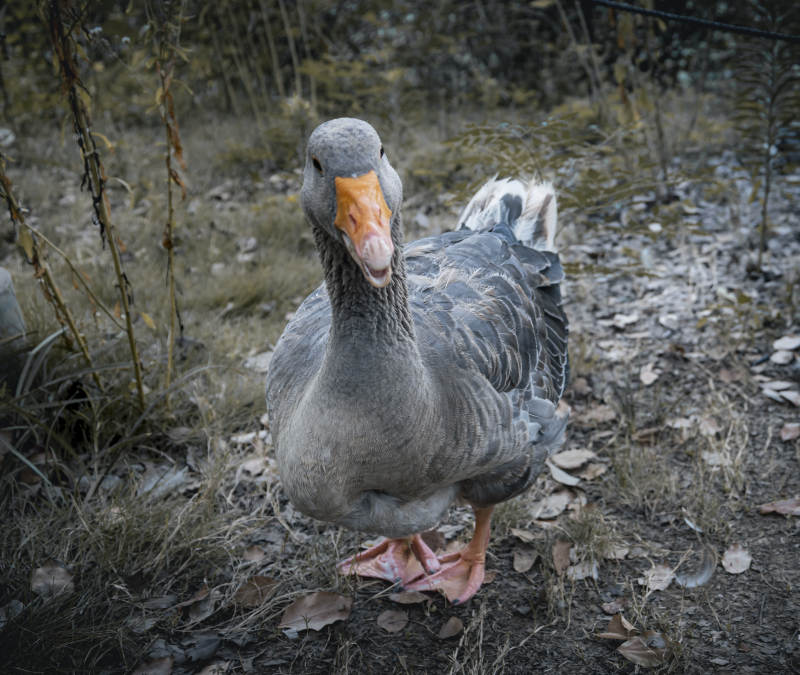 灰鹅在草地上站立图片