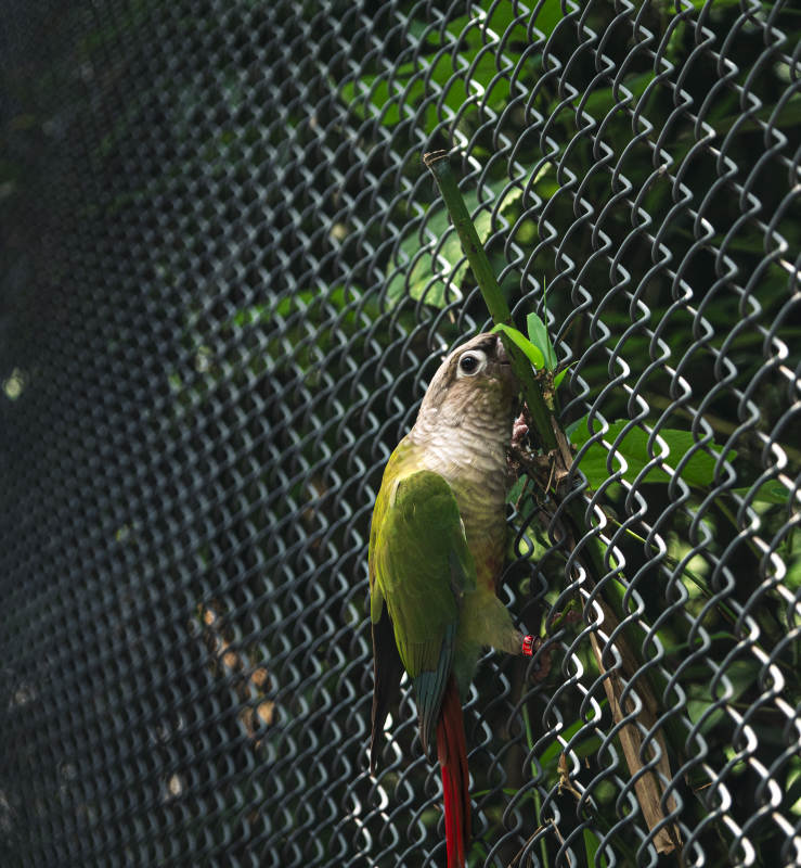 绿鹦鹉攀爬铁网枝叶间图片