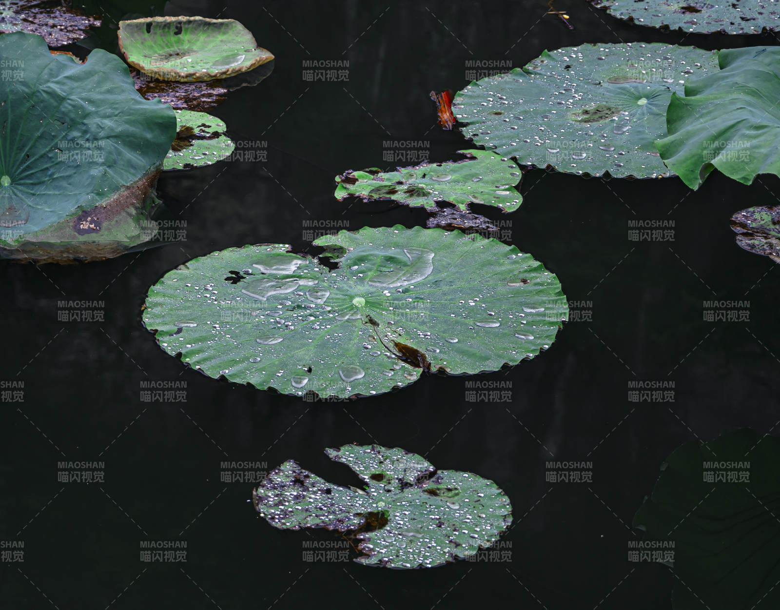 雨后荷叶上的水珠图片