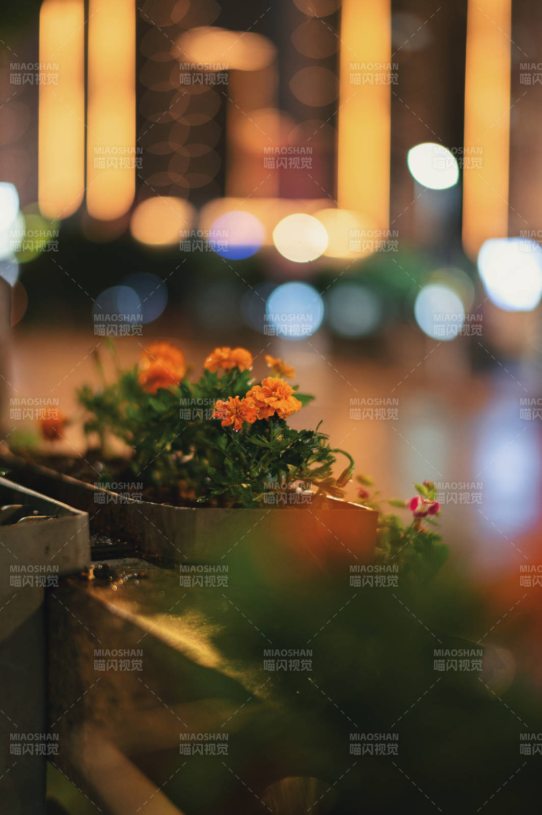 夜景中的花盆图片