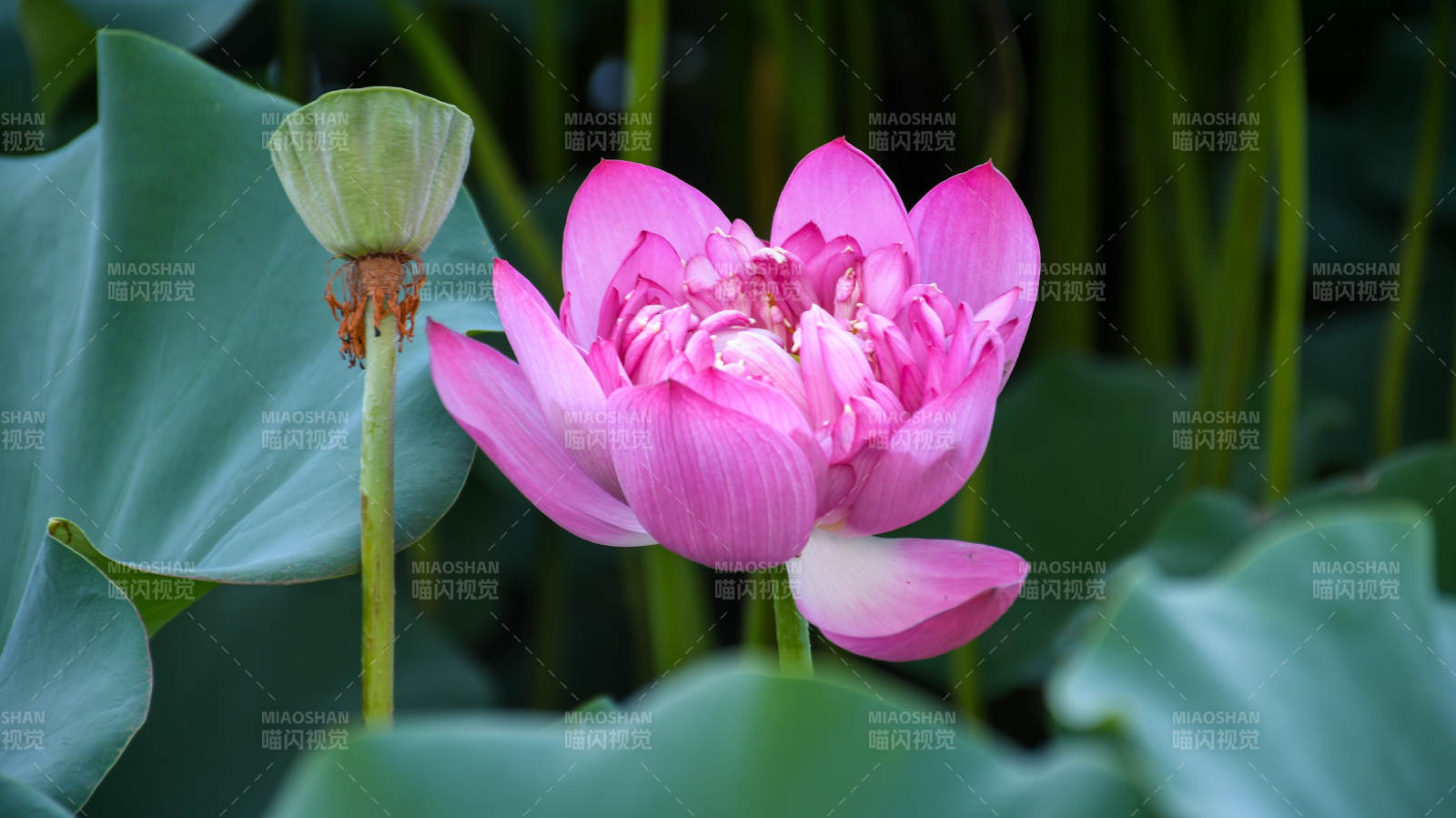 粉莲绽放 绿叶相伴图片