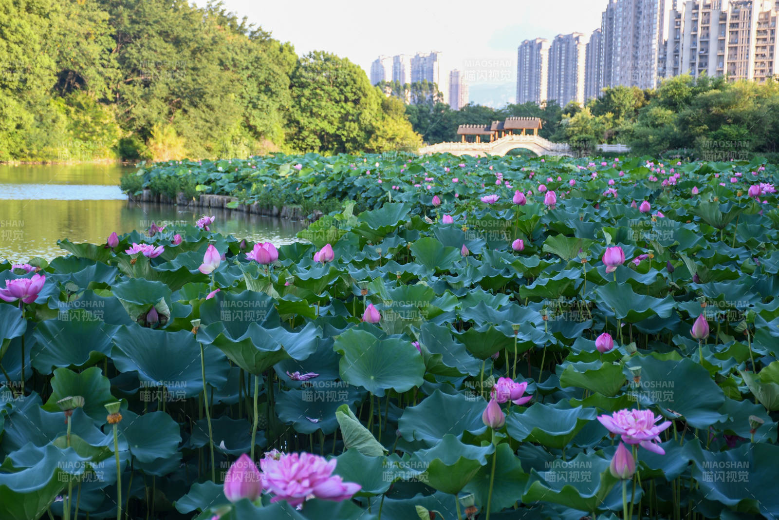 荷塘盛景 绿叶映花红图片