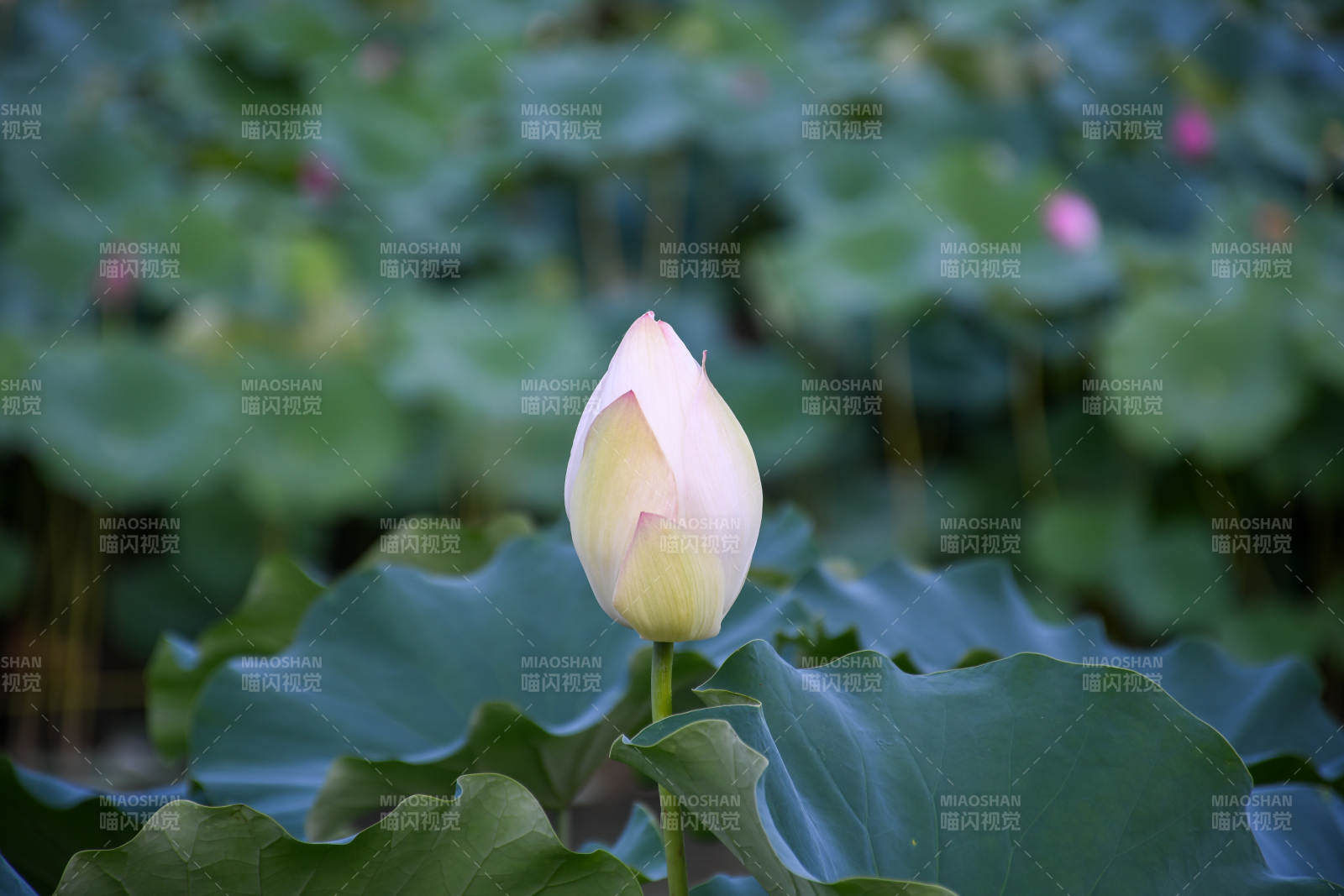 含苞待放的莲花图片