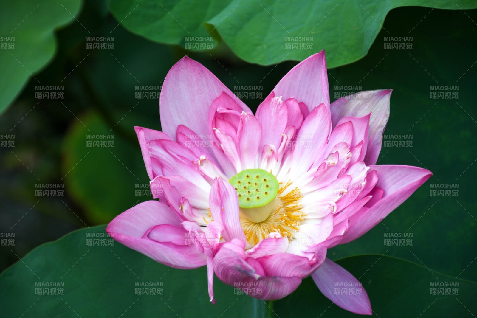 粉色莲花绽放于绿叶间图片