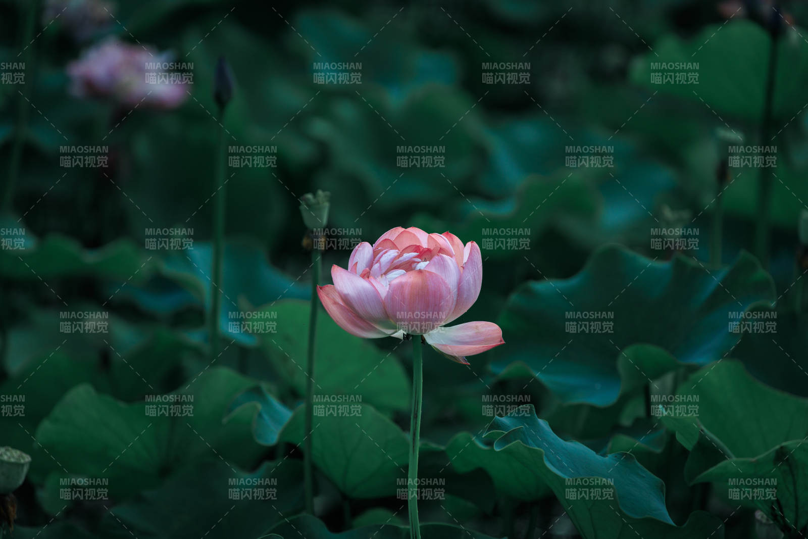 池塘中的粉色莲花图片