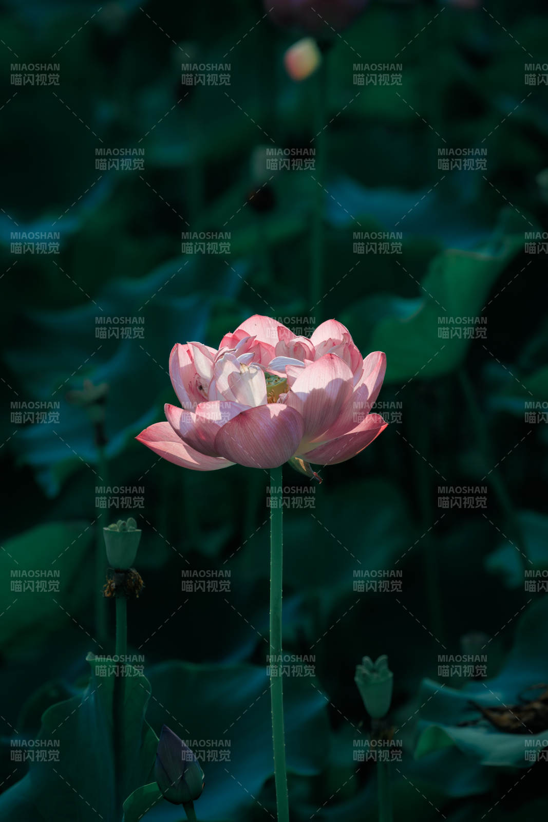 池中莲花静谧绽放图片