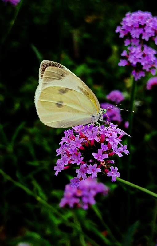 蝴蝶栖息紫花丛中图片