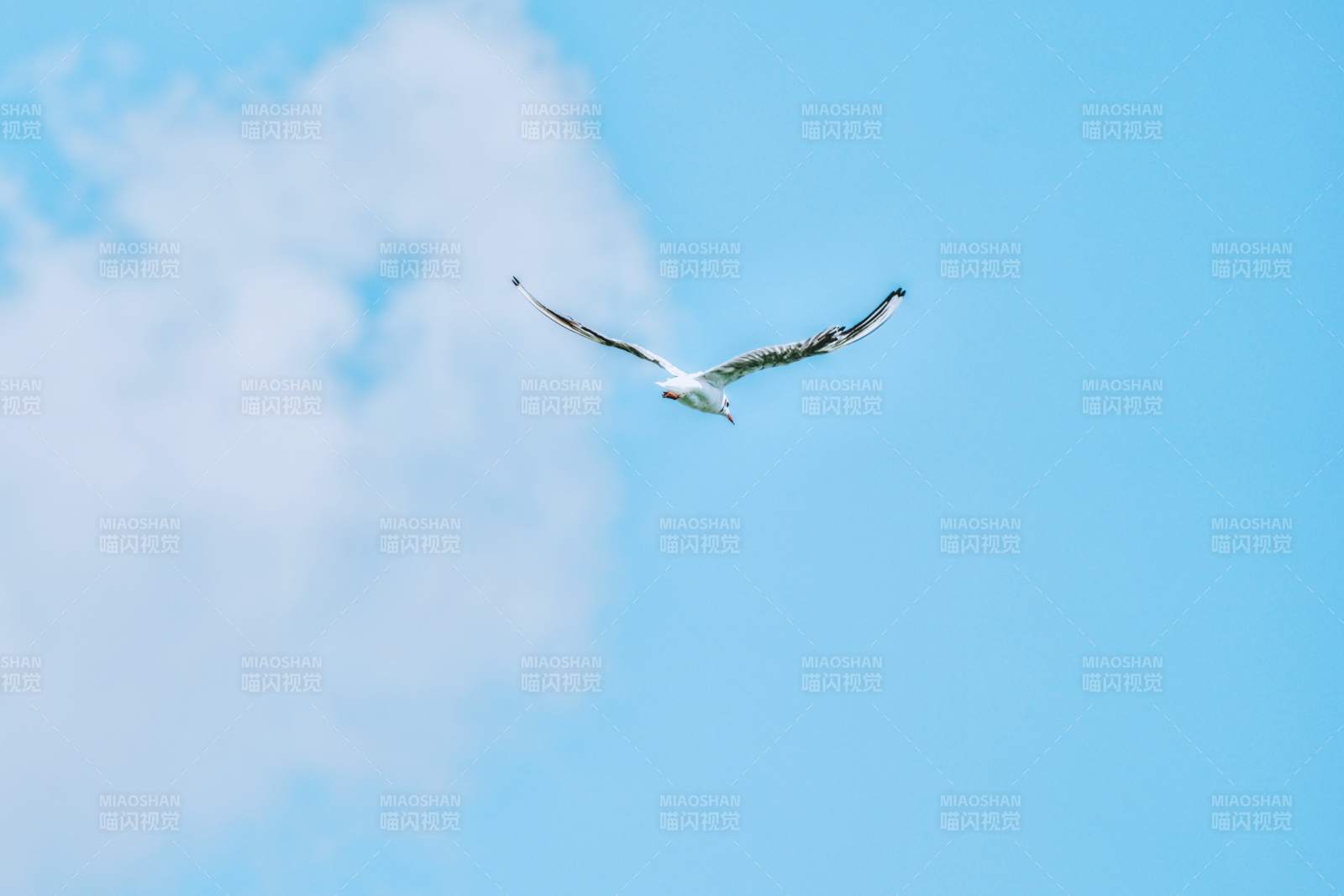 蓝天白云下的飞翔海鸥图片
