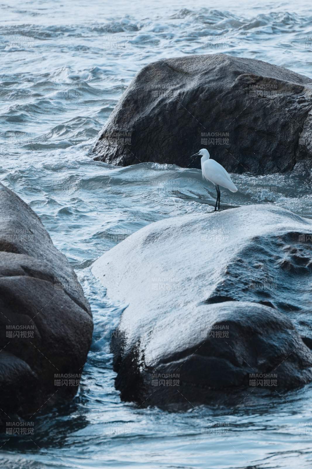 海边白鹭栖石上图片