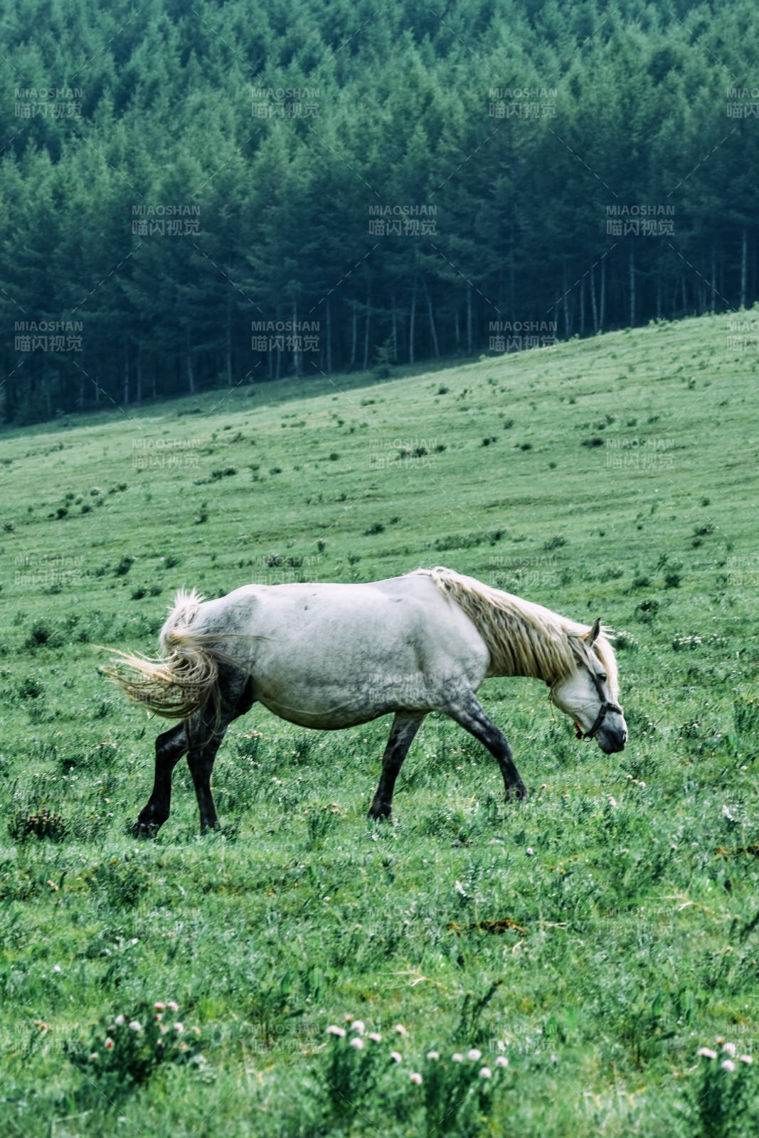 草原上的白马漫步图片