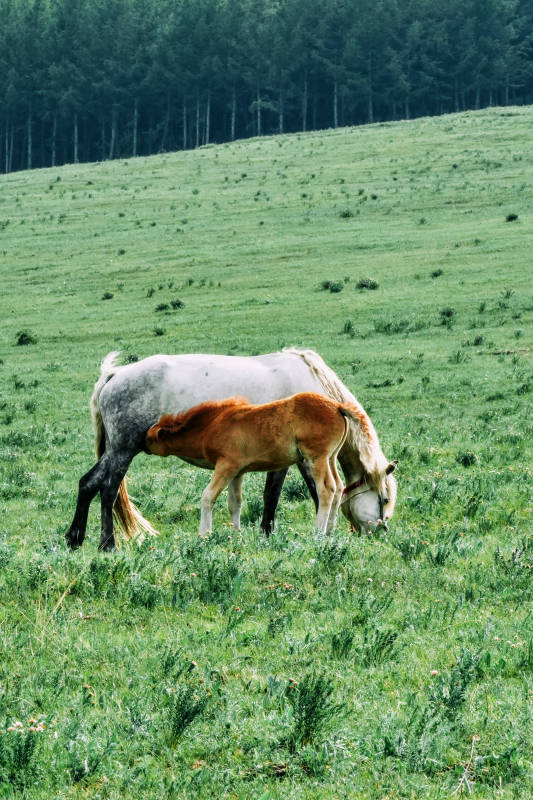 草原上的母子马图片