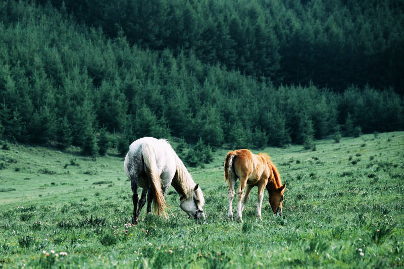 草原上的两匹马图片