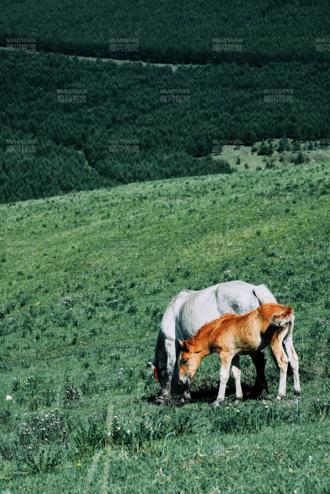 草原上的母子马图片