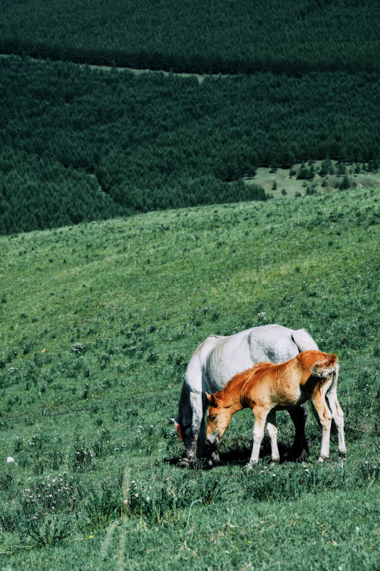草原上的母子马图片