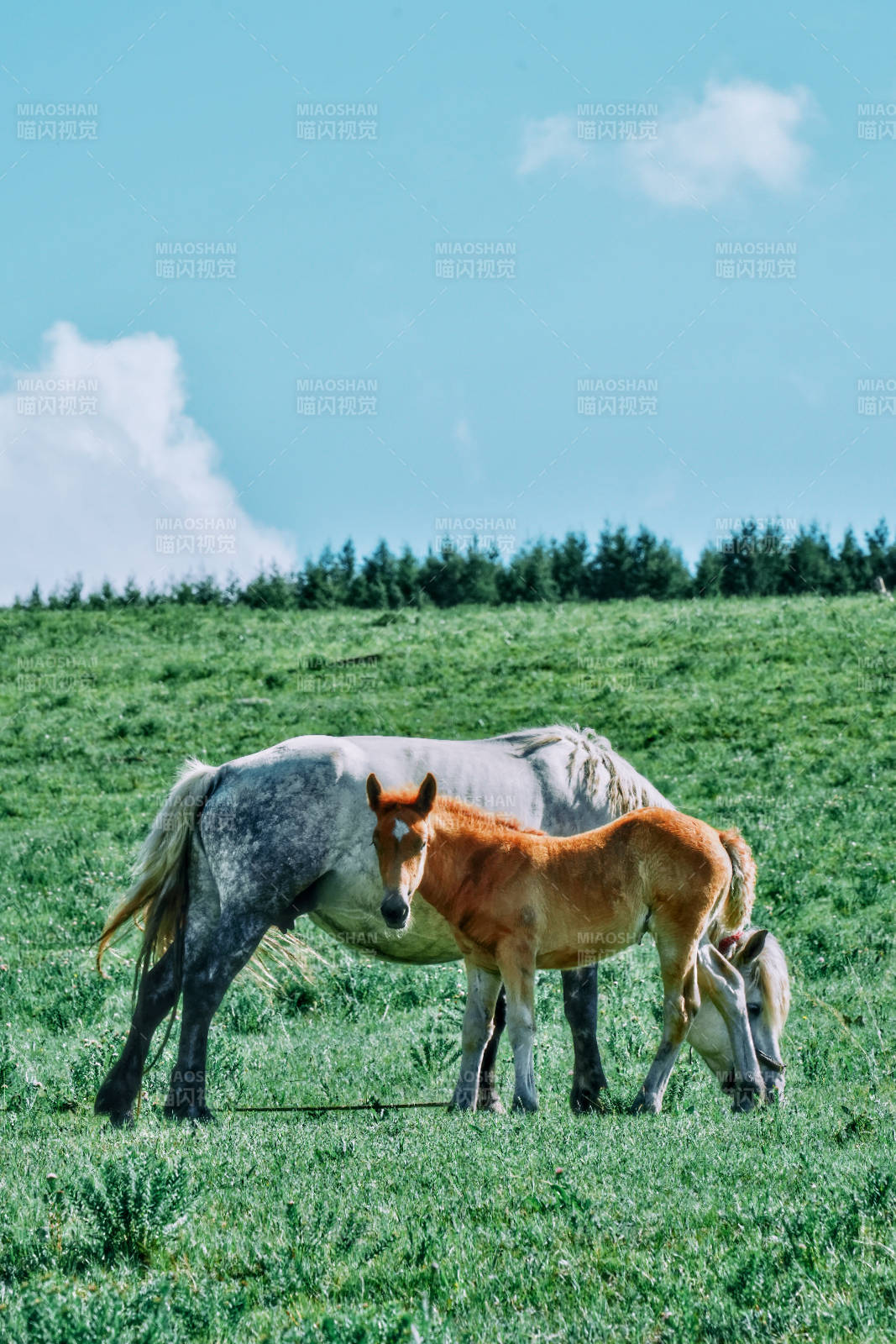 草原上的母马与小马驹图片