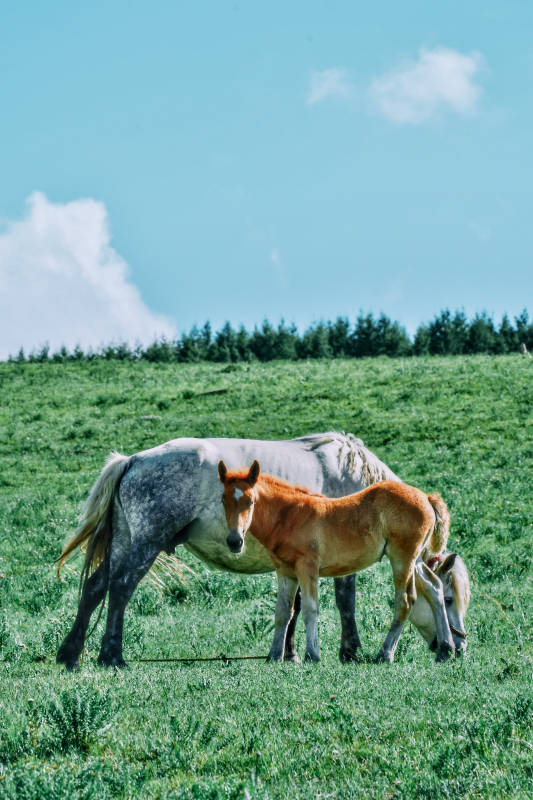 草原上的母马与小马驹图片