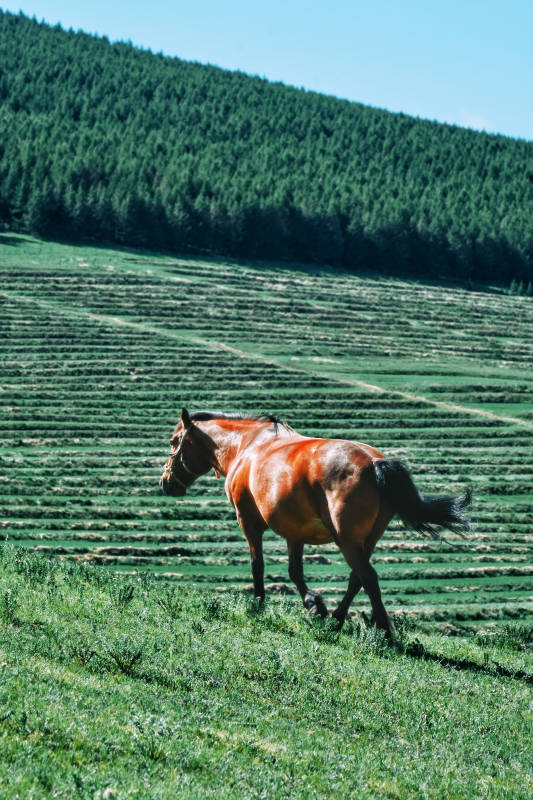 草原上的骏马图片