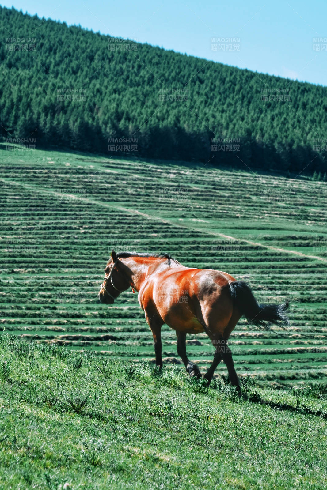 草原上的骏马图片