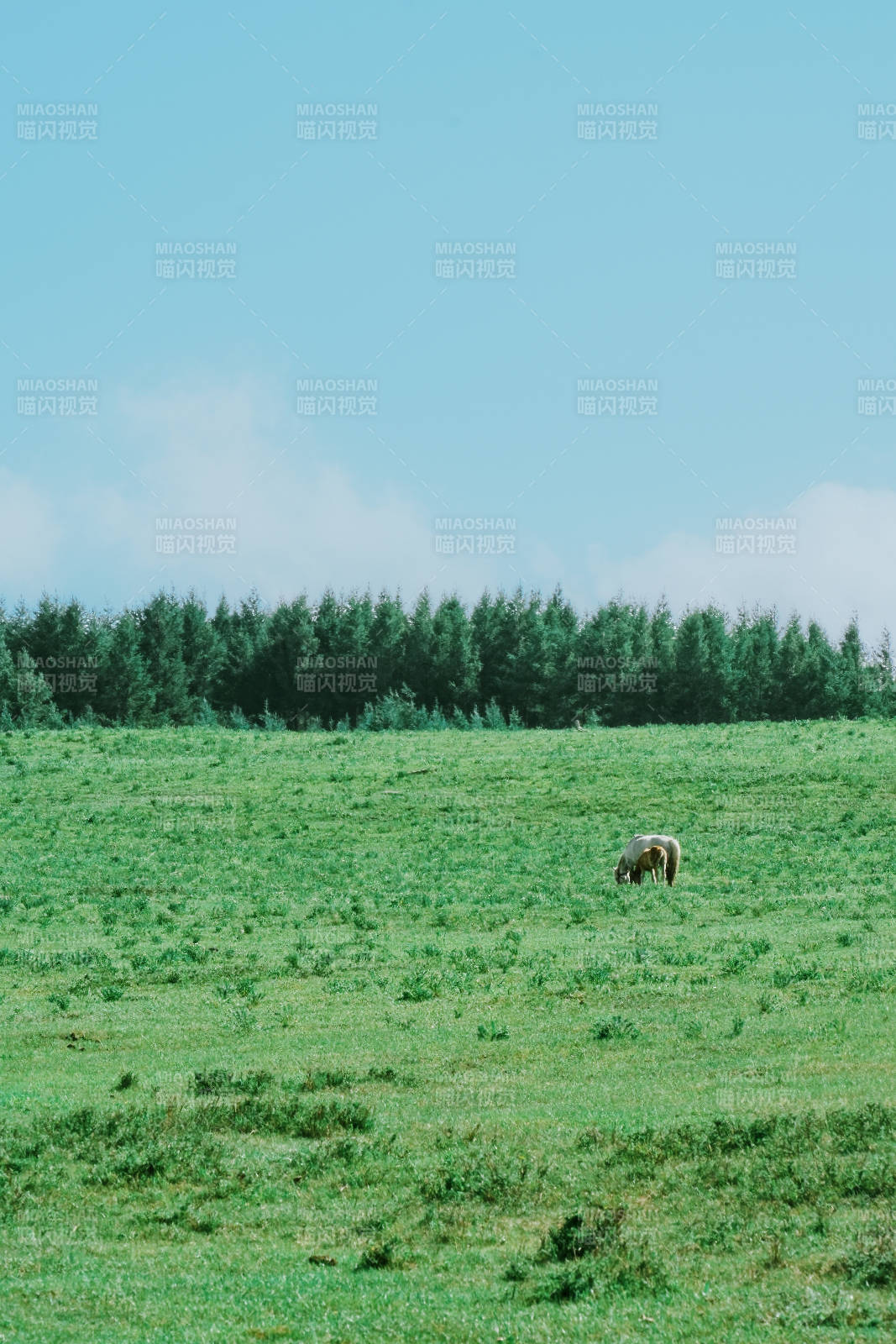 草原上的孤独马儿图片