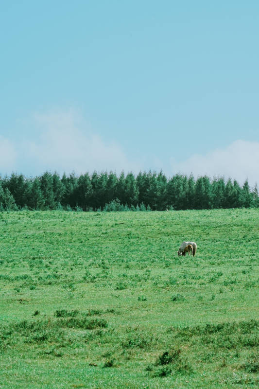 草原上的孤独马儿图片